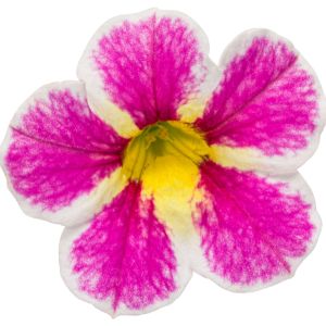 Calibrachoa (Proven Winners)